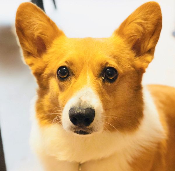 腸を刺激するコーギー