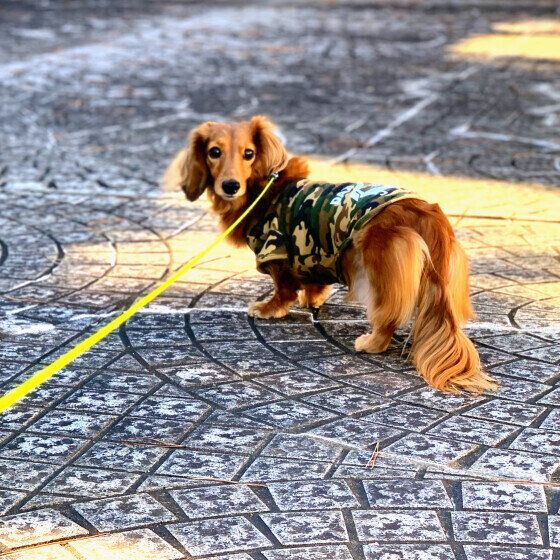 カニーンヘン・ダックスフンドの空（クウ）くん