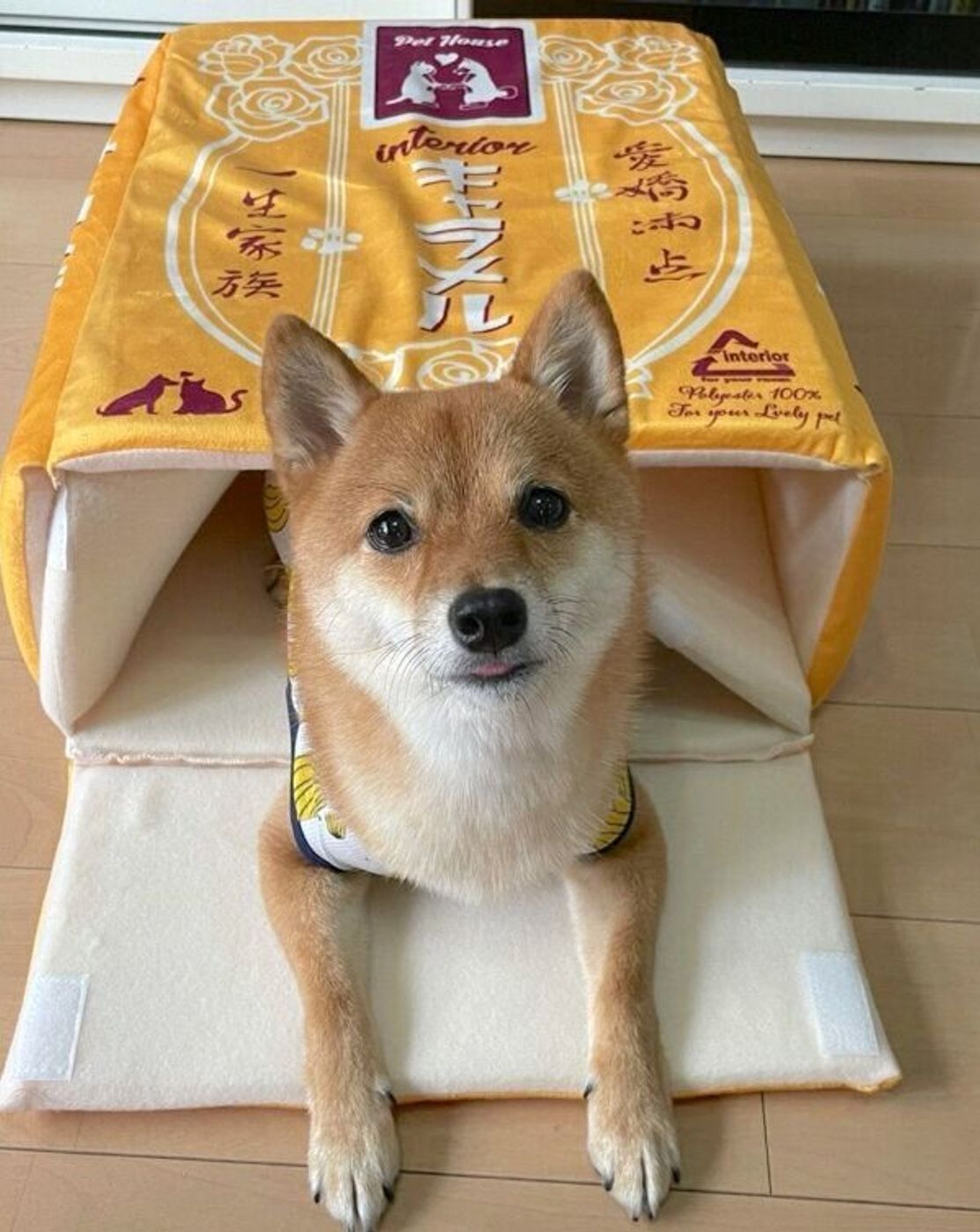 キャラメル箱 の中で眠る豆柴に反響 犬が苦手な人をも魅了する素顔に迫る いぬのきもちweb Magazine キャラメル箱 の中で眠る豆柴に反響 犬が苦手な人をも魅了する素顔に迫る いぬのきもちweb Magazine