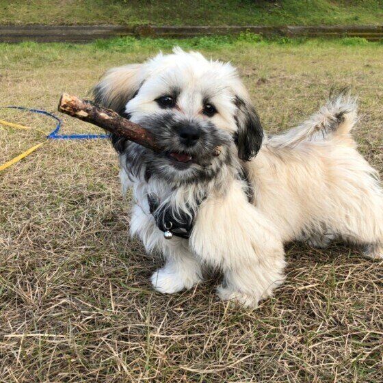 子犬の成長期によくない！ 危険な遊び方や運動の習慣とは いぬのきもち