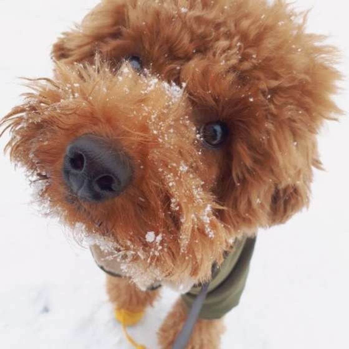 室内と外の寒暖差は犬にとっても負担 愛犬のための冬の寒さ対策 いぬのきもちweb Magazine 室内と外の寒暖差は犬にとっても負担 愛犬のための冬の寒さ対策 いぬのきもちweb Magazine