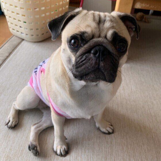 犬の座り方が変?「〇〇座り」 注意すべきポイントとは? パグ座り いぬのきもち
