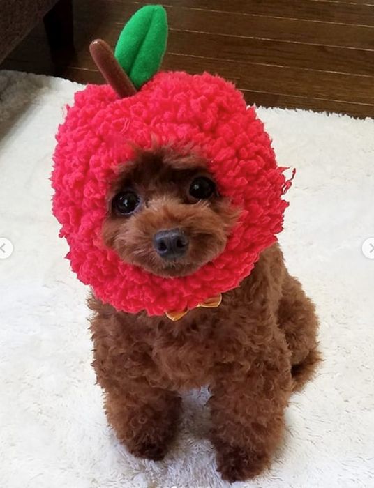 トイ・プードルのももちゃん