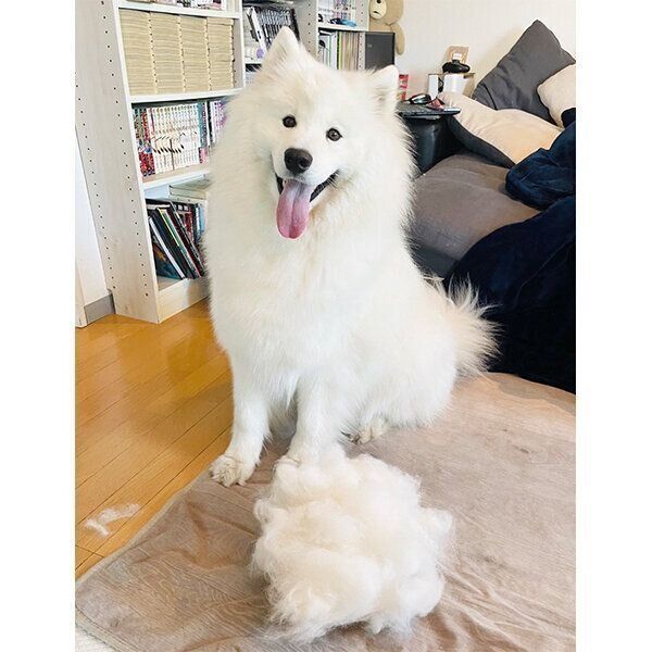 換毛期のソランくん