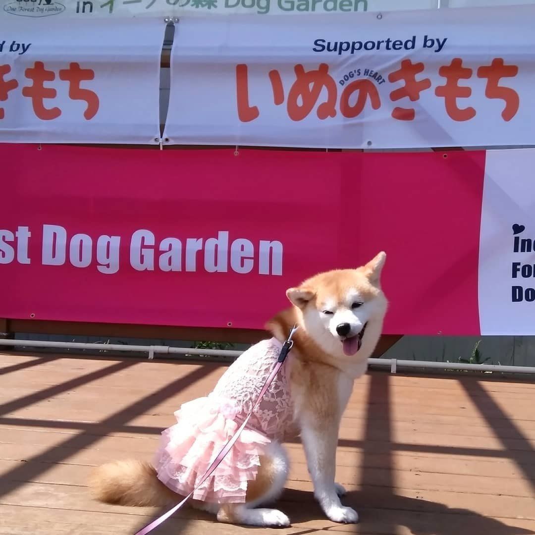 横断幕の前でポーズをきめる華ちゃん