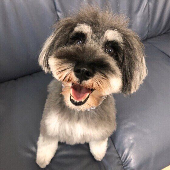 見つめるシュナウザー