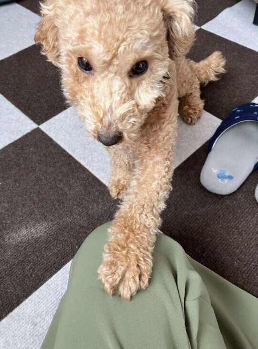 お迎えから10日目 飼い主に「撫でて」と控えめにアピールする犬