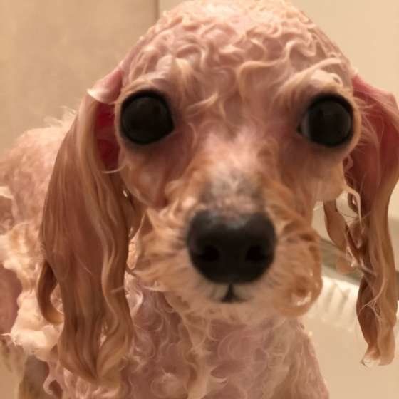 シャンプー中の犬