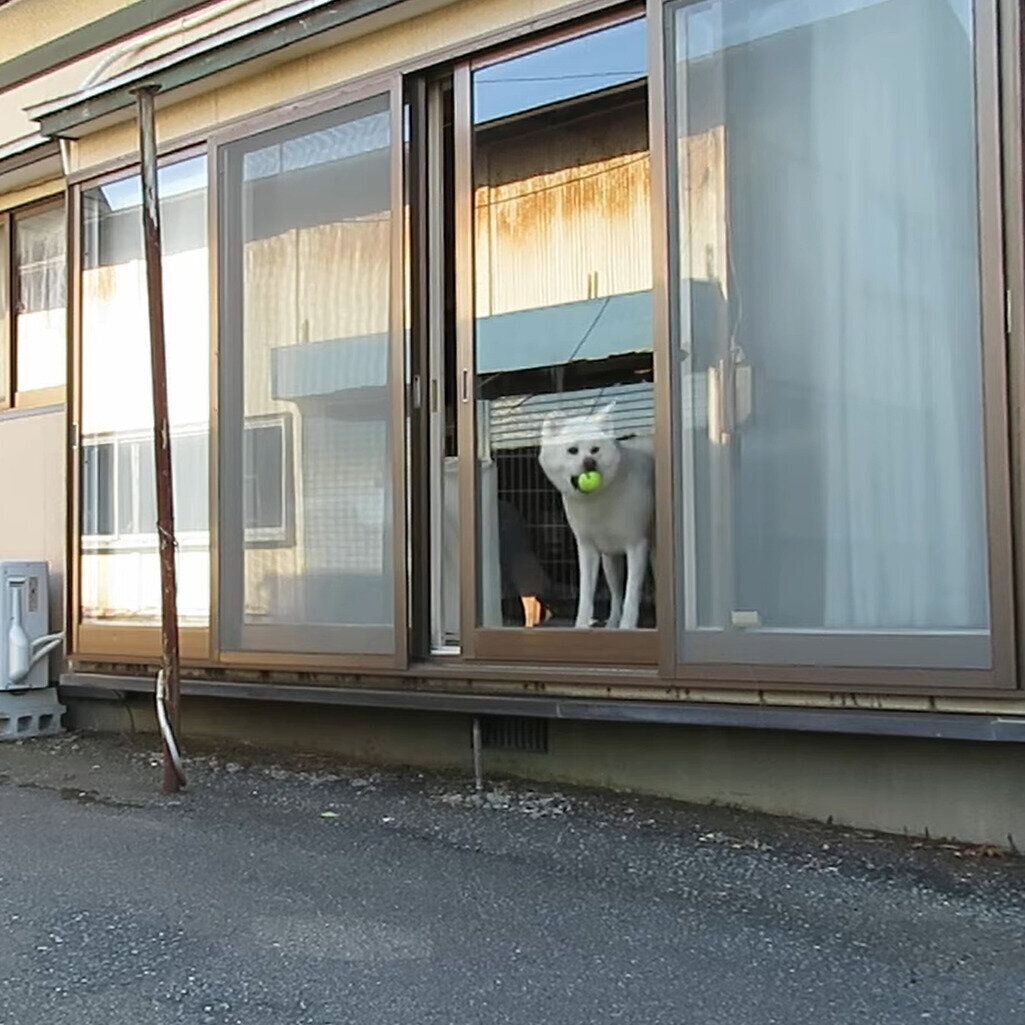 ボールをくわえるゆうき君