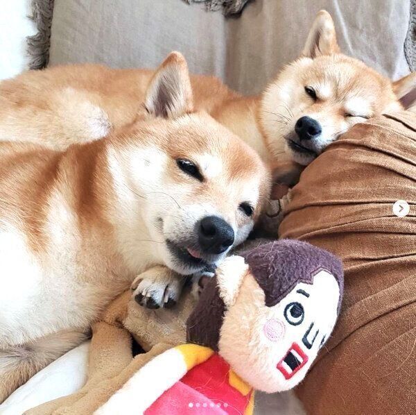 くっついて眠るにこちゃん、たまちゃん