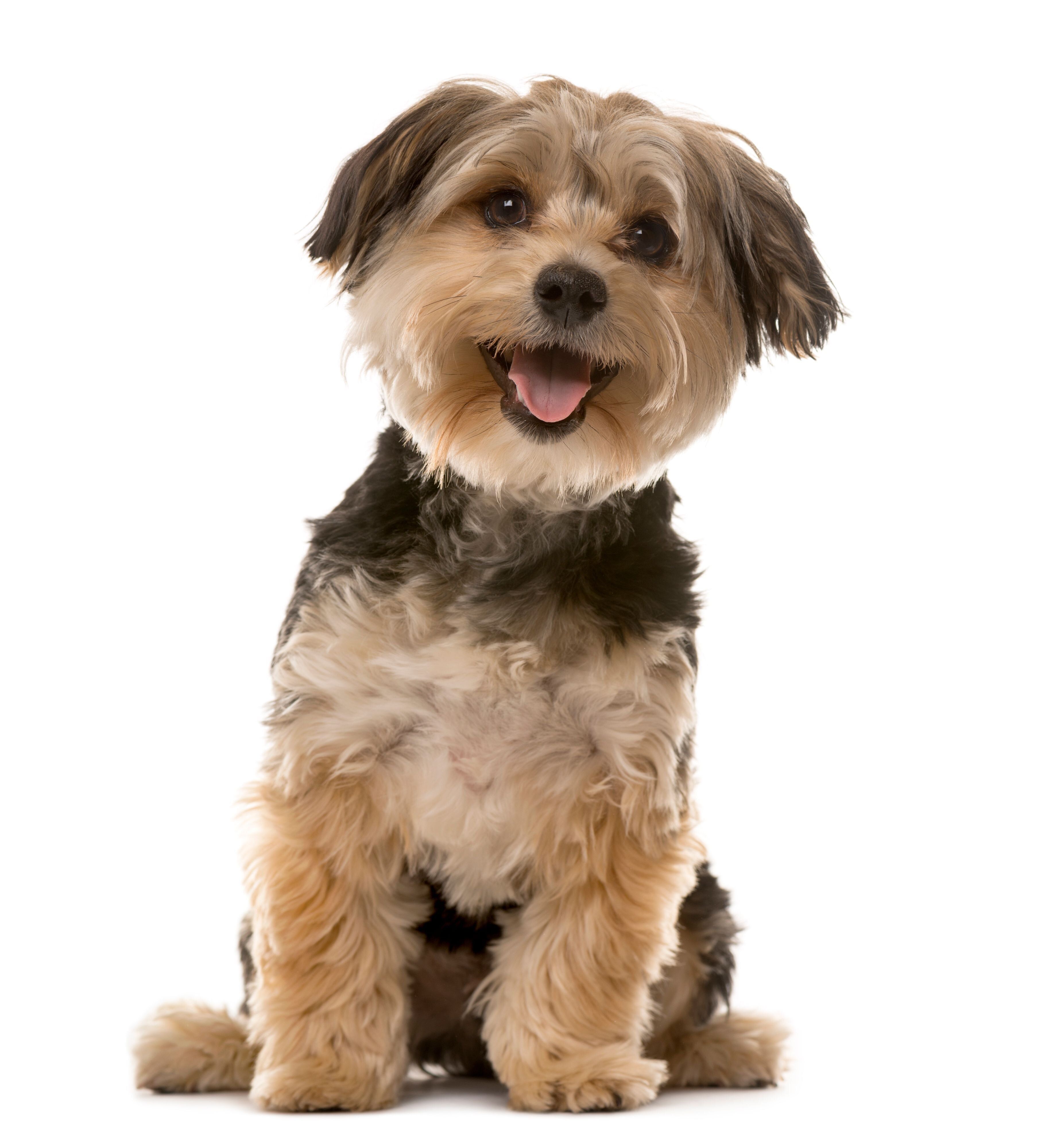 ニコニコ笑顔の犬