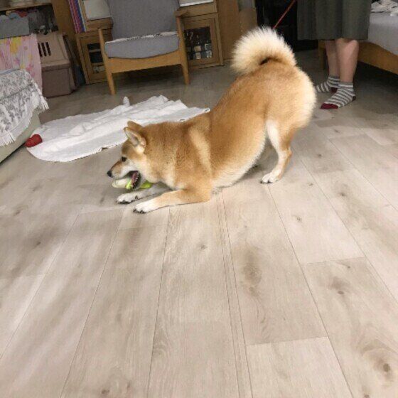 柴のまるちゃん