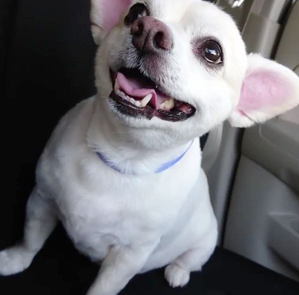 急に真顔になるチワックス