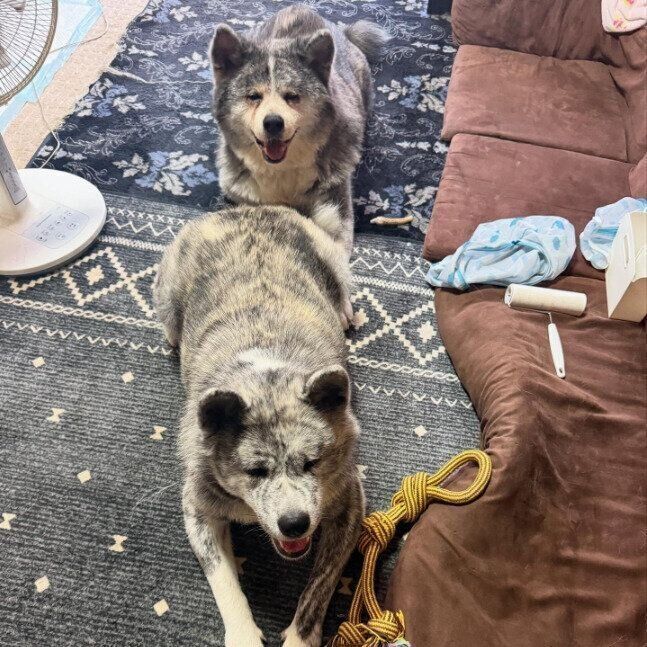 きれいに並ぶとらくんと紫遥ちゃん