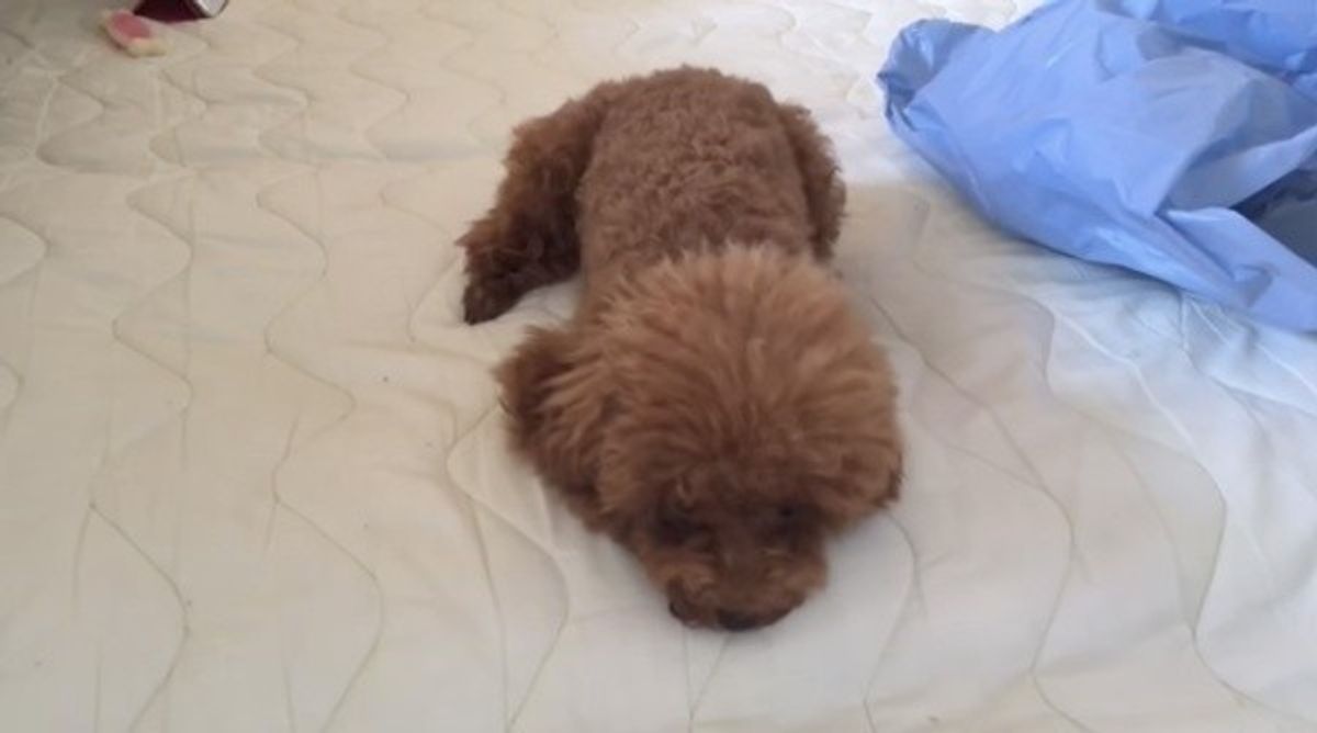 お尻拭きを嫌がるトイプーちゃん 必死の抵抗をご覧ください O゚d゚ ノ いぬのきもちweb Magazine お尻拭きを嫌がるトイプーちゃん 必死の抵抗をご覧ください O゚d゚ ノ いぬのきもちweb Magazine