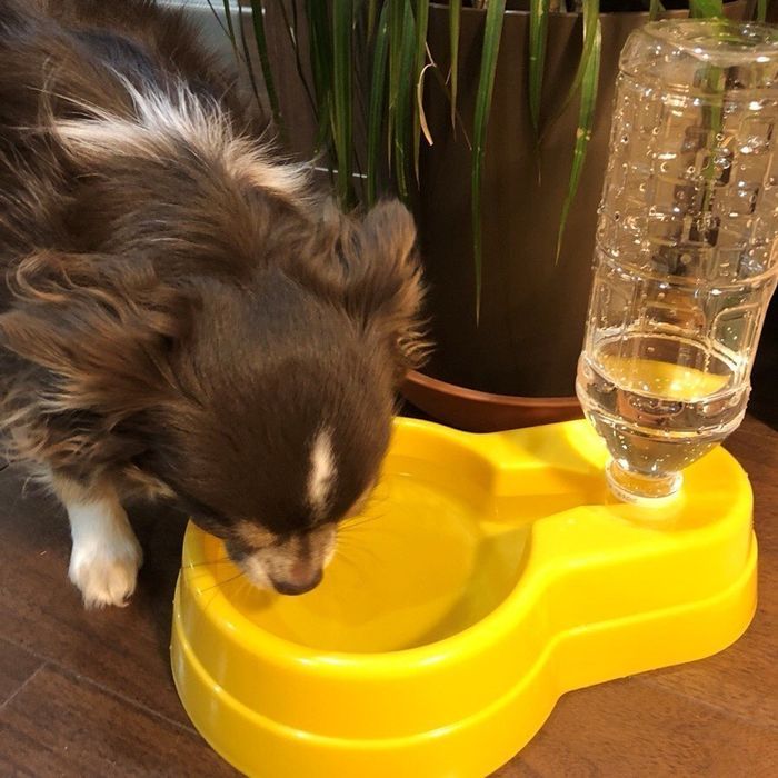 水を飲むチワワ
