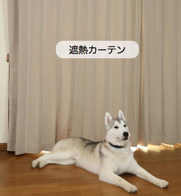 サーモグラフィーで見て納得 危険スポット別 熱中症リスク対策 いぬのきもちweb Magazine