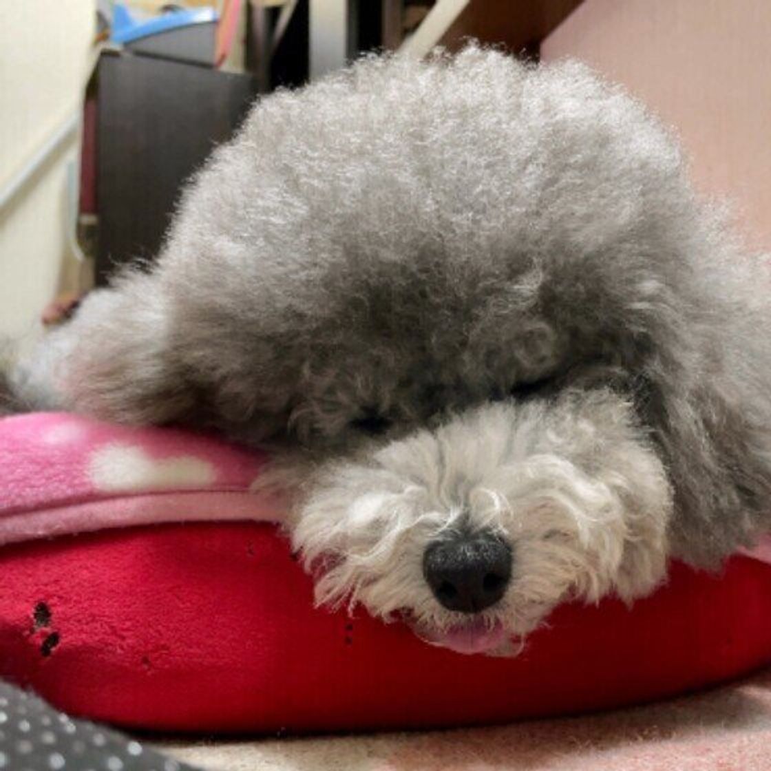 寝ているときに ムニャムニャ クゥーン 犬の寝言からわかること 獣医師解説 いぬのきもちweb Magazine 寝ているときに ムニャムニャ クゥーン 犬の寝言からわかること 獣医師解説 いぬのきもちweb Magazine