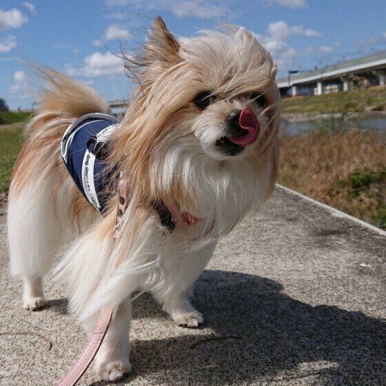 鼻をペロリとなめる小型Mix犬