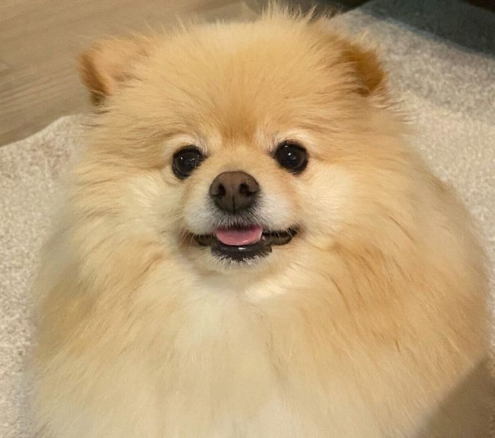 モフモフなぱっちゃん