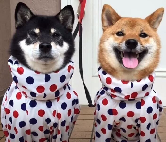 レインコートを着た柴犬