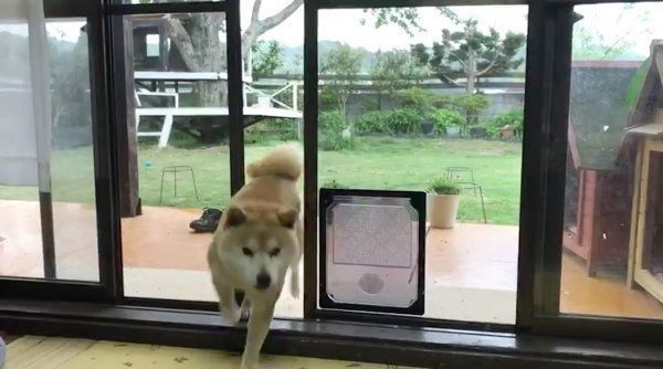 窓を開けて部屋の中に入る定春くん