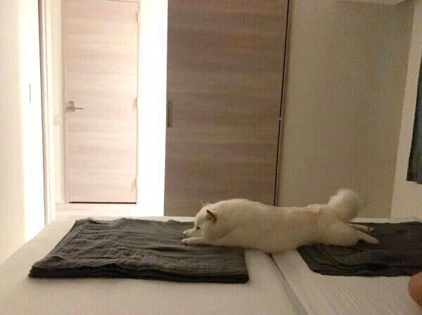 布団を占拠するラッキーくん