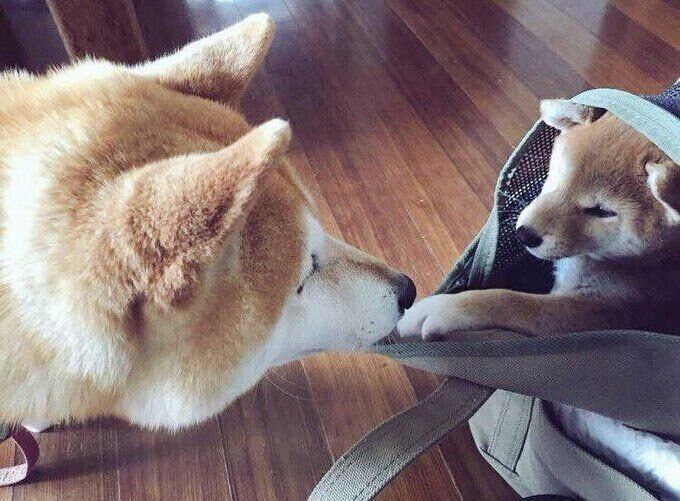 兄犬・ダイモンくんと初対面したときのこぶしくん。