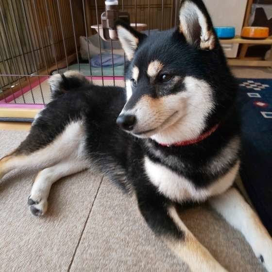 家の中に座る柴犬