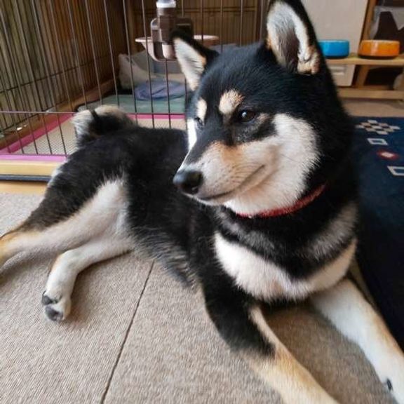 家の中に座る柴犬