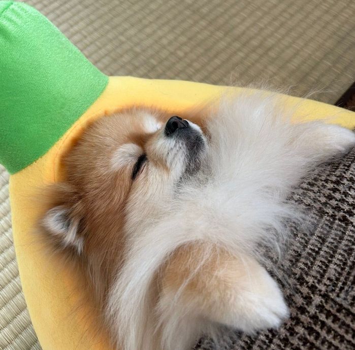 ぐっすり眠るいぶきちゃん