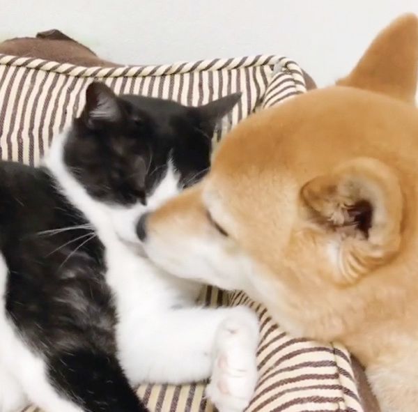 同居猫が大好きな犬
