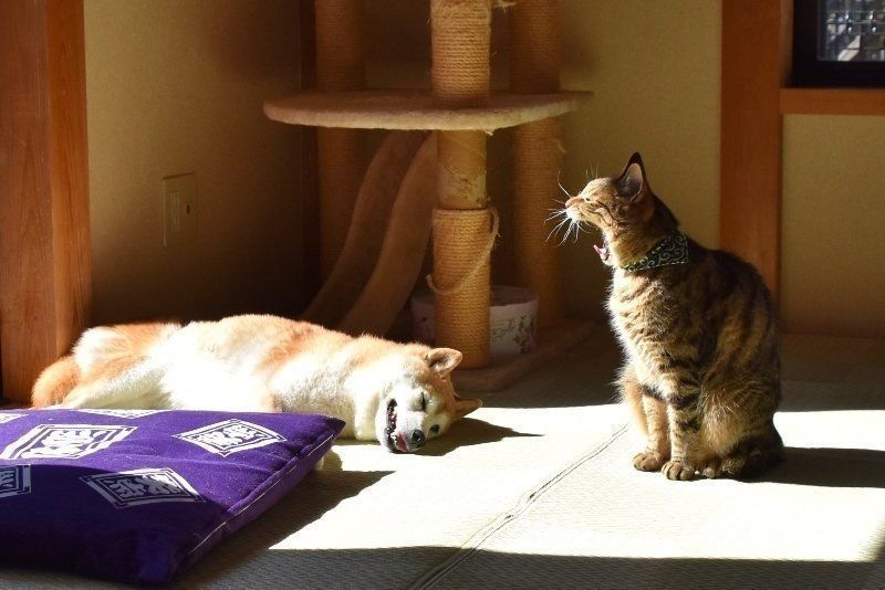 猫柴です。 通せんぼする柴犬の横をすり抜ける - YouTube