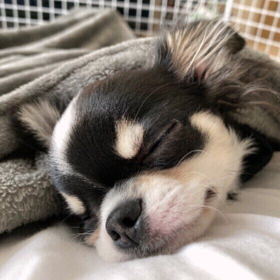 ぐっすり眠るチワワ