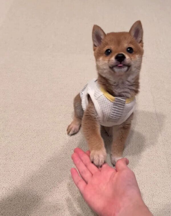 オテをするこうめちゃん