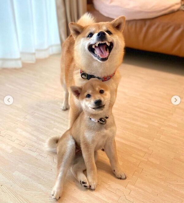 あくびちゃん、むくりちゃん