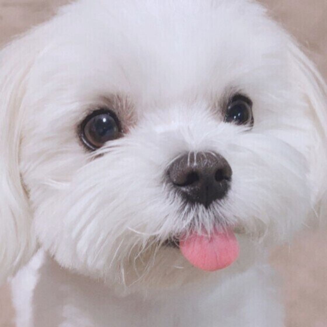 犬の好き 嫌いのワケ 好きな人と嫌いな人の傾向とは いぬのきもちweb Magazine 犬の好き 嫌いのワケ 好きな人と嫌いな人の傾向とは いぬのきもちweb Magazine