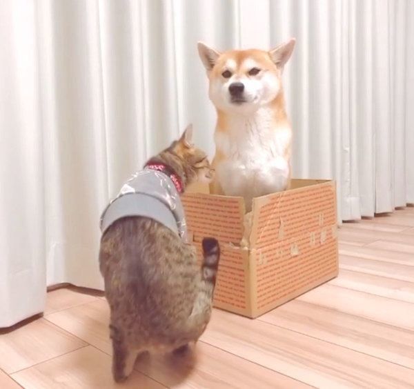 ダンボールの中に入るHaluくんと、見つめるMugiくん