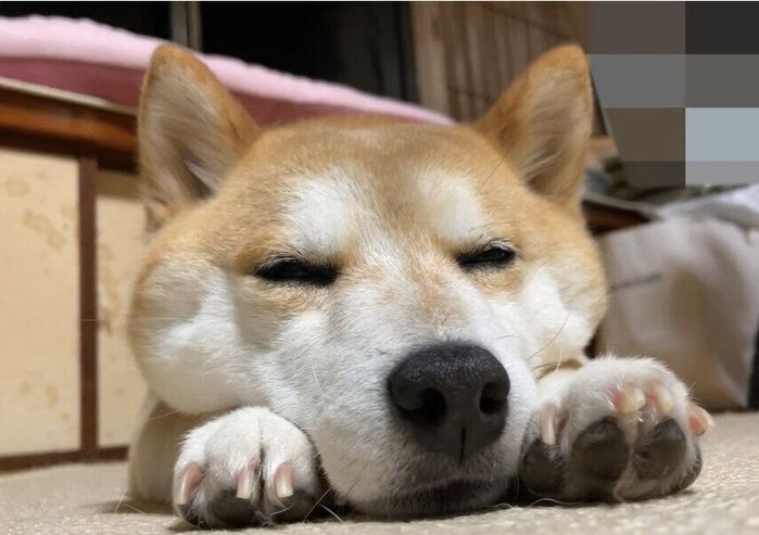 眠いハナちゃん
