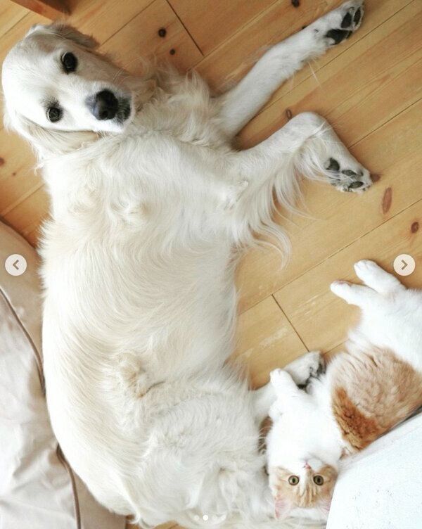 まったりする犬のここちゃんと、猫のむぎちゃん