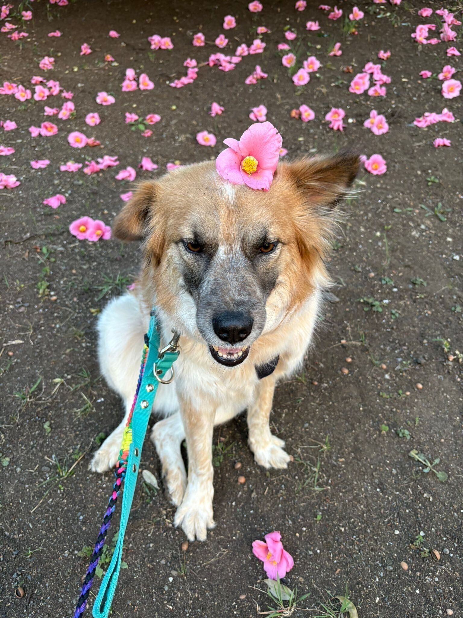 お花を頭に乗せた犬