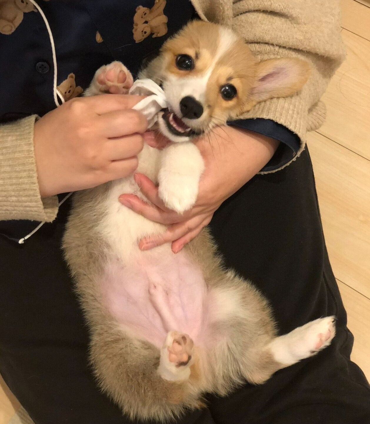 歯磨きをするぽんすけくん