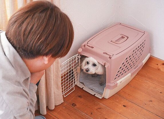 クレートに逃げ込む犬の様子