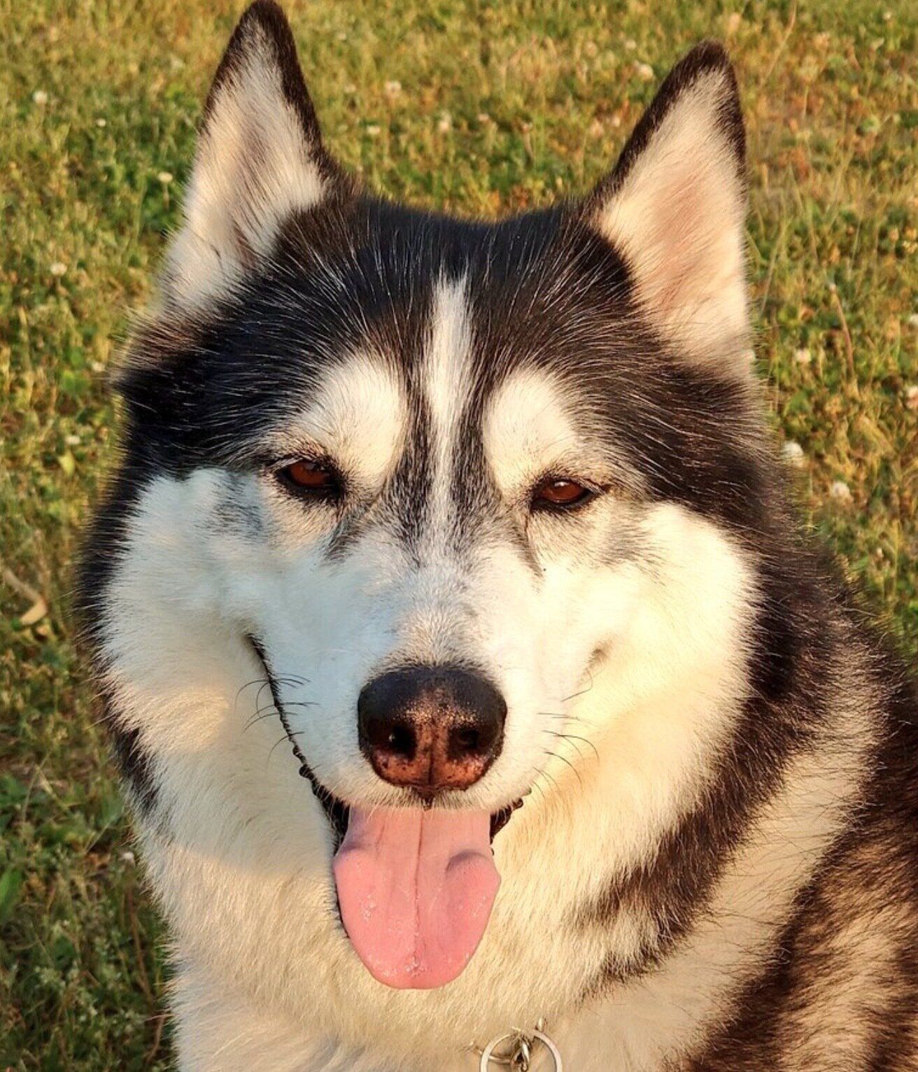 笑顔が可愛いロイくん