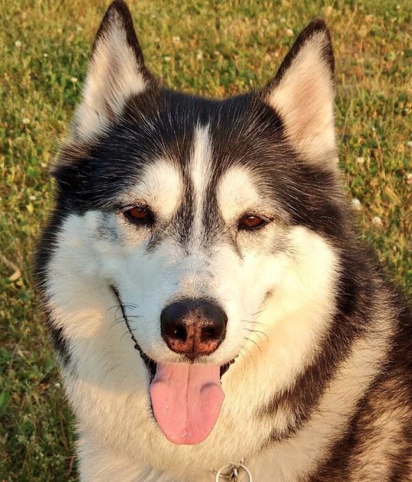 笑顔が可愛いロイくん