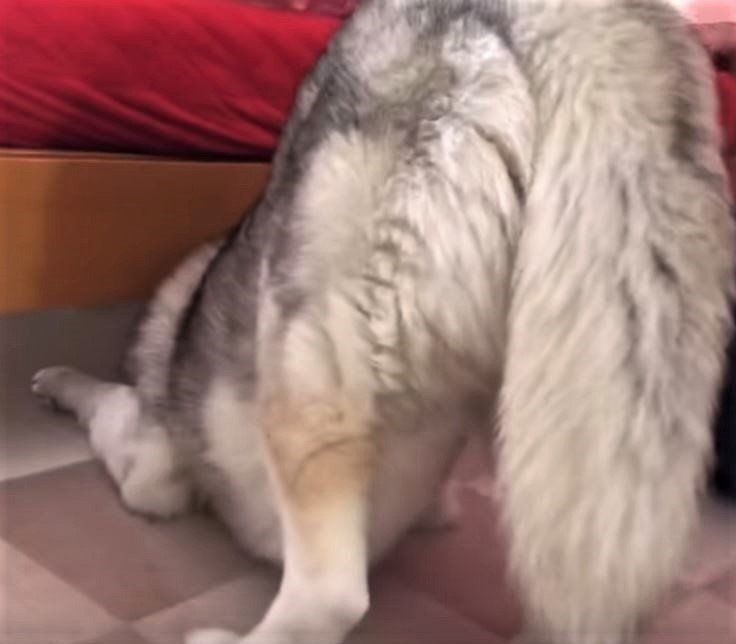 ベッドの下を覗くシベリアン・ハスキー