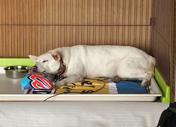 お迎えから1カ月。寝床でくつろぐ犬