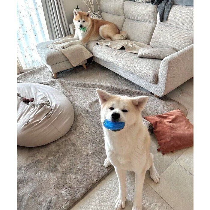 色違いのおもちゃをくわえて出迎える大吉くん、幸ちゃん