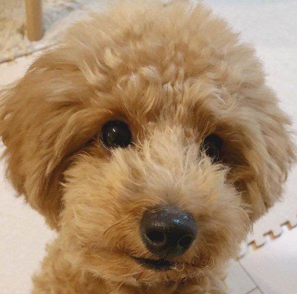 見つめるトイ・プードル