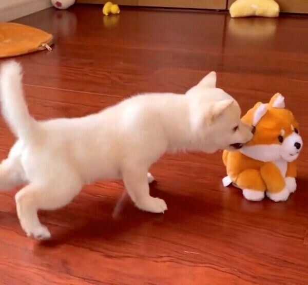 勇敢なモチ代さん